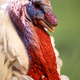 Image for article titled The 10 Most Surprising Origins of the Animals You Eat